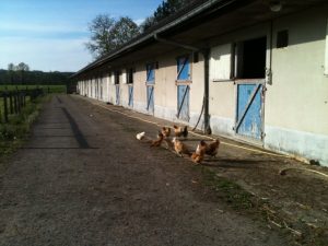 Chickens near the stables
