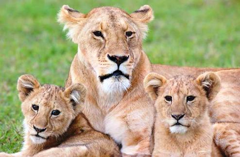 lioness_cubs_